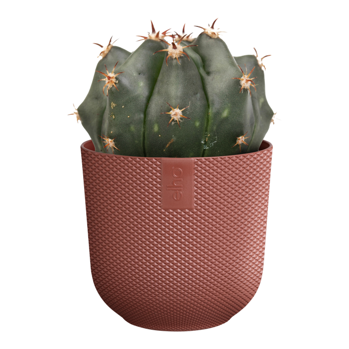 jazz rond mini 7cm toscaans rood